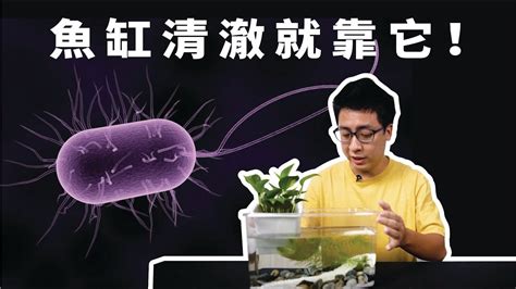 生態缸原理|水乾淨居然靠細菌！？生態缸原理大解析！｜YSD生態 